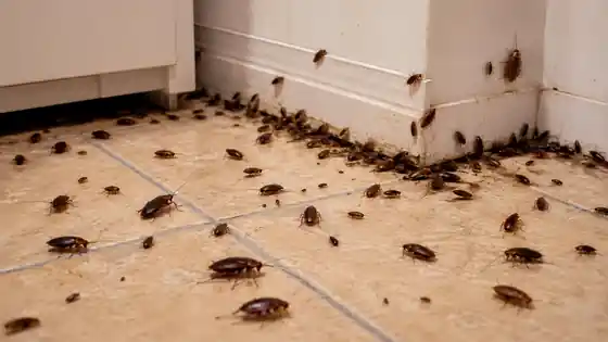 Controle de Baratas